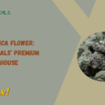 Baby Yoda THCa Flower