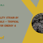 Mango Mentality Strain