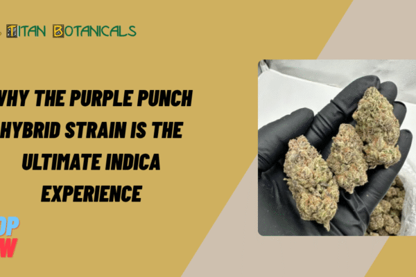 Why the Purple Punch Hybrid Strain Is the Ultimate Indica Experience Purple Punch Hybrid Strain