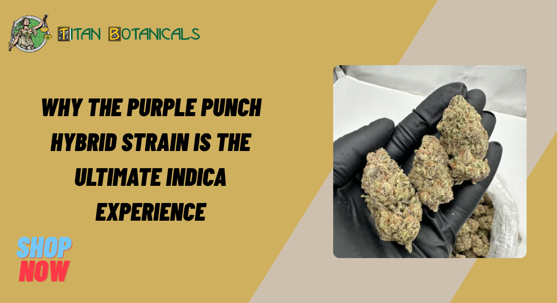 Purple Punch Hybrid Strain