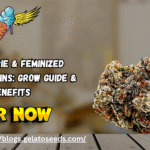 Feminized Hybrid Strains